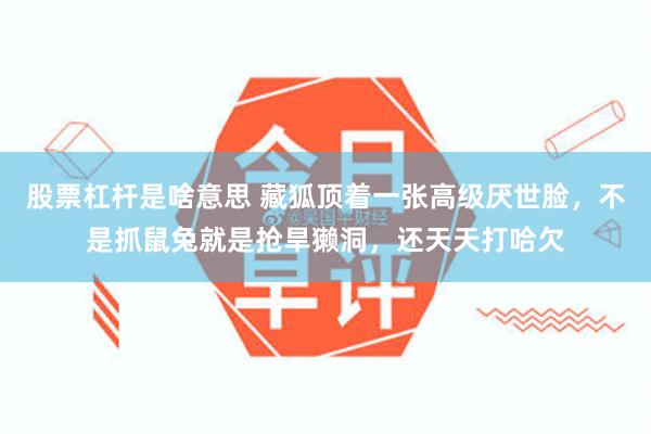 股票杠杆是啥意思 藏狐顶着一张高级厌世脸,不是抓鼠兔就是抢旱獭洞,还天天打哈欠